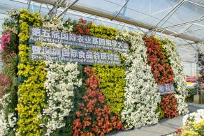 排牙山下菊花展