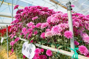 排牙山下菊花展