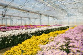 排牙山下菊花展
