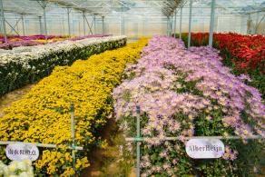 排牙山下菊花展