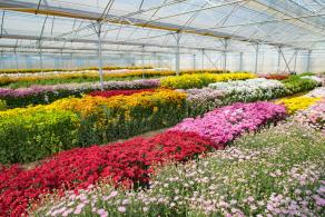 排牙山下菊花展
