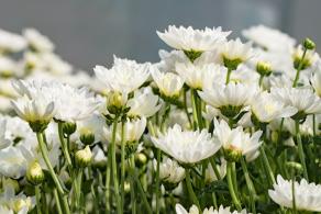 排牙山下菊花展