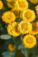 排牙山下菊花展