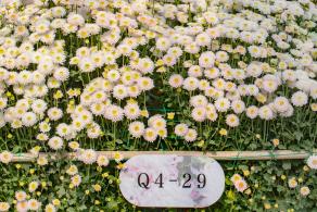 排牙山下菊花展