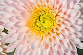 排牙山下菊花展