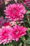 排牙山下菊花展