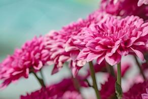 排牙山下菊花展