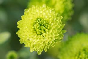 排牙山下菊花展