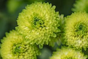 排牙山下菊花展