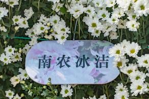 排牙山下菊花展