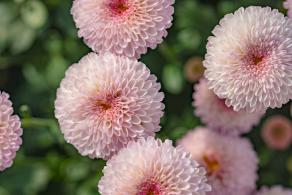 排牙山下菊花展