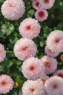 排牙山下菊花展