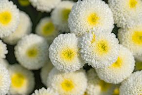 排牙山下菊花展