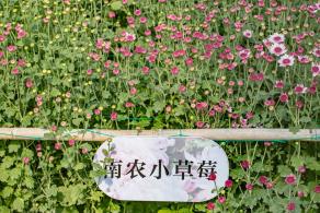 排牙山下菊花展