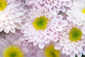 排牙山下菊花展