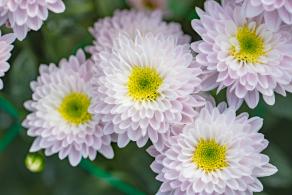 排牙山下菊花展