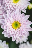 排牙山下菊花展