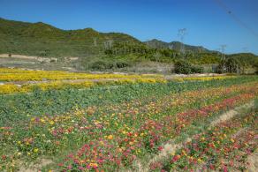 排牙山下菊花展