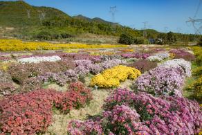 排牙山下菊花展