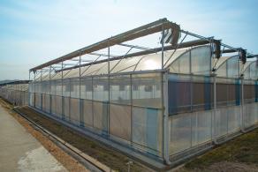 排牙山下菊花展