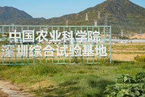 排牙山下菊花展