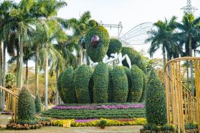 2019深圳菊花展