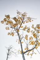 2019深圳菊花展