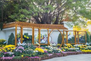 2019深圳菊花展