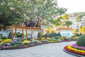 2019深圳菊花展