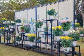 2019深圳菊花展