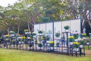 2019深圳菊花展
