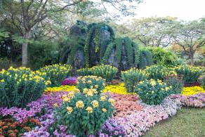 2019深圳菊花展