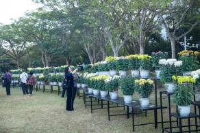 2019深圳菊花展