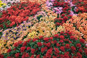 2019深圳菊花展