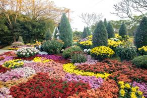 2019深圳菊花展