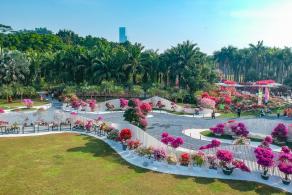 深圳簕杜鹃花展