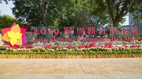 深圳簕杜鹃花展