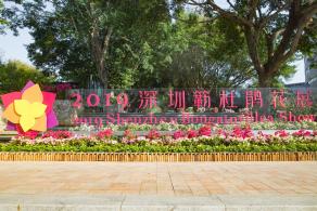 深圳簕杜鹃花展