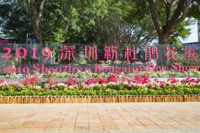 深圳簕杜鹃花展