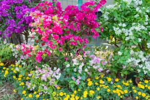 深圳簕杜鹃花展