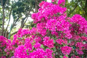 深圳簕杜鹃花展