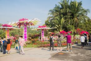 深圳簕杜鹃花展
