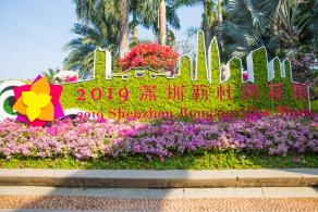 深圳簕杜鹃花展