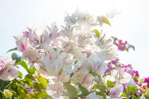 深圳簕杜鹃花展