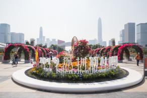 深圳簕杜鹃花展