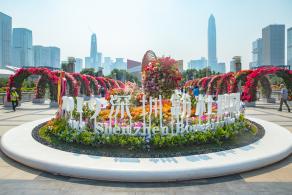 深圳簕杜鹃花展