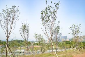 深圳北站中心公园