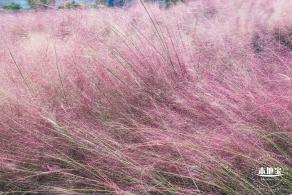 红花山粉黛乱子草