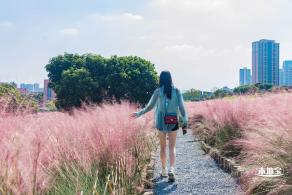 红花山粉黛乱子草
