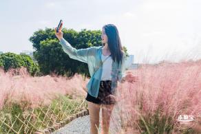 红花山粉黛乱子草